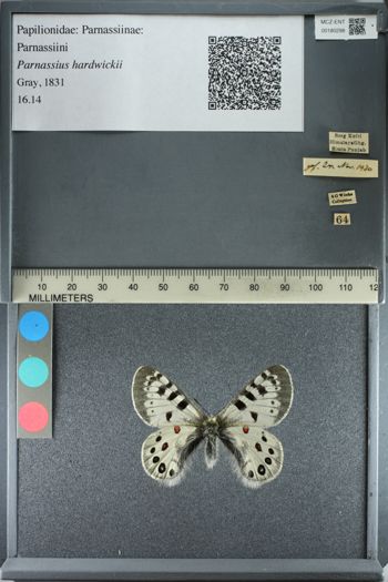 Media type: image;   Entomology 180298